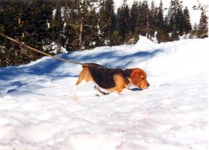 This is my CH WILLWOOD'S GONE AWOL checking to see if her Beagle nose works in the snow... Yep! It does!