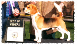 Akc Registered Beagles Beagle Breader In Southern California