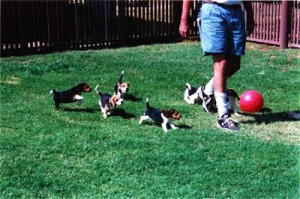 AWOL BEAGLE BABIES OUT FOR A ROMP!