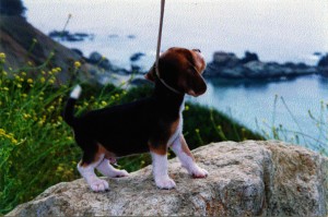 AWOL'S SHOW ME THE MONEY pictured above at 8 weeks of age. Little Jerry was such a promising youngster..... He was shown in a few "6 to 9 month" puppy classes then came home to grow up.